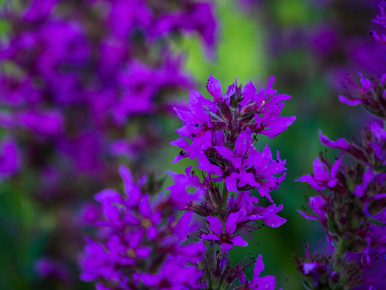 咲く 花 閉じる - Pixabayの無料写真 - Pixabay