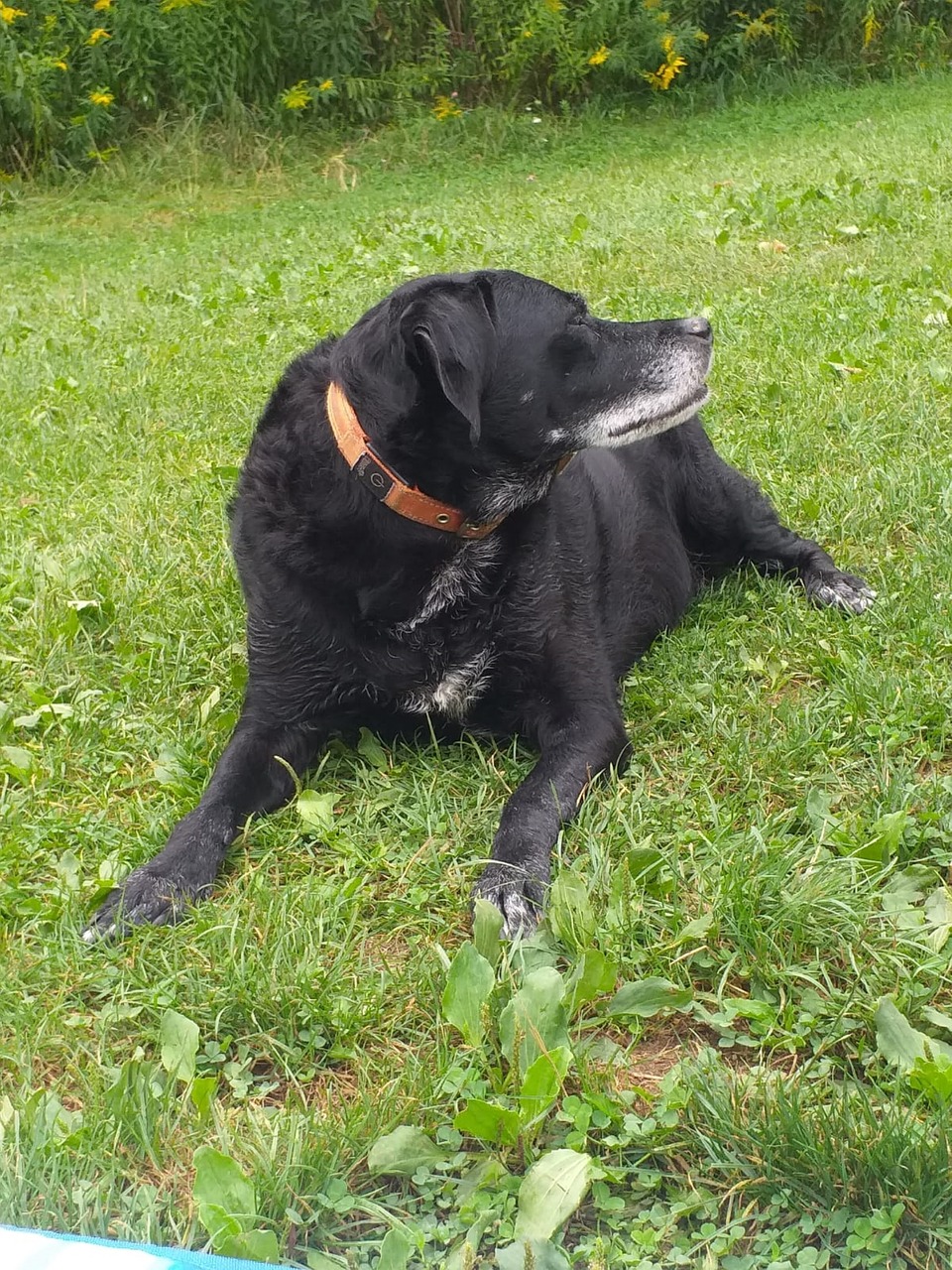 Pes Labrador Domácí Zvíře - Fotografie zdarma na Pixabay - Pixabay