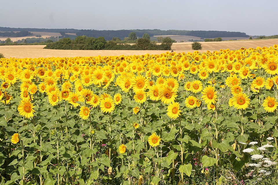Paysage Des Champs Tournesol Photo Gratuite Sur Pixabay Pixabay paysage-des-champs-tournesol-photo-gratuite-sur-pixabay-pixabay