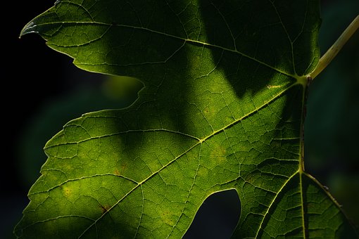 Blad, Grøn, Natur, Mønster, Træ
