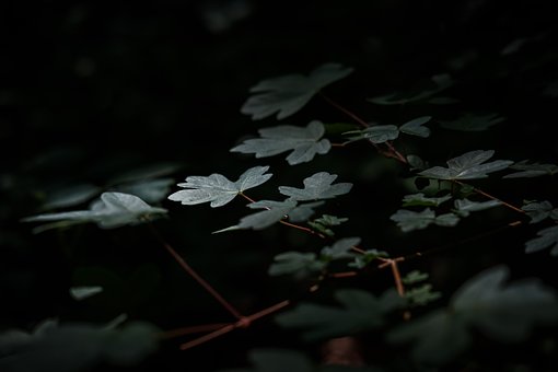 Skov, Blade, Natur, Træ, Grøn, Planter