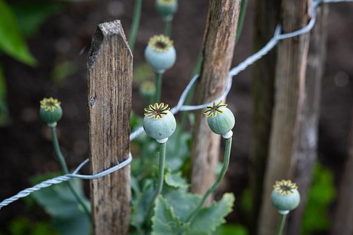 Blomster, Blomst Tapet, Smukke Blomster