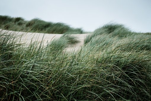 Dune Græs, Amerikansk Strandgræs, Græs