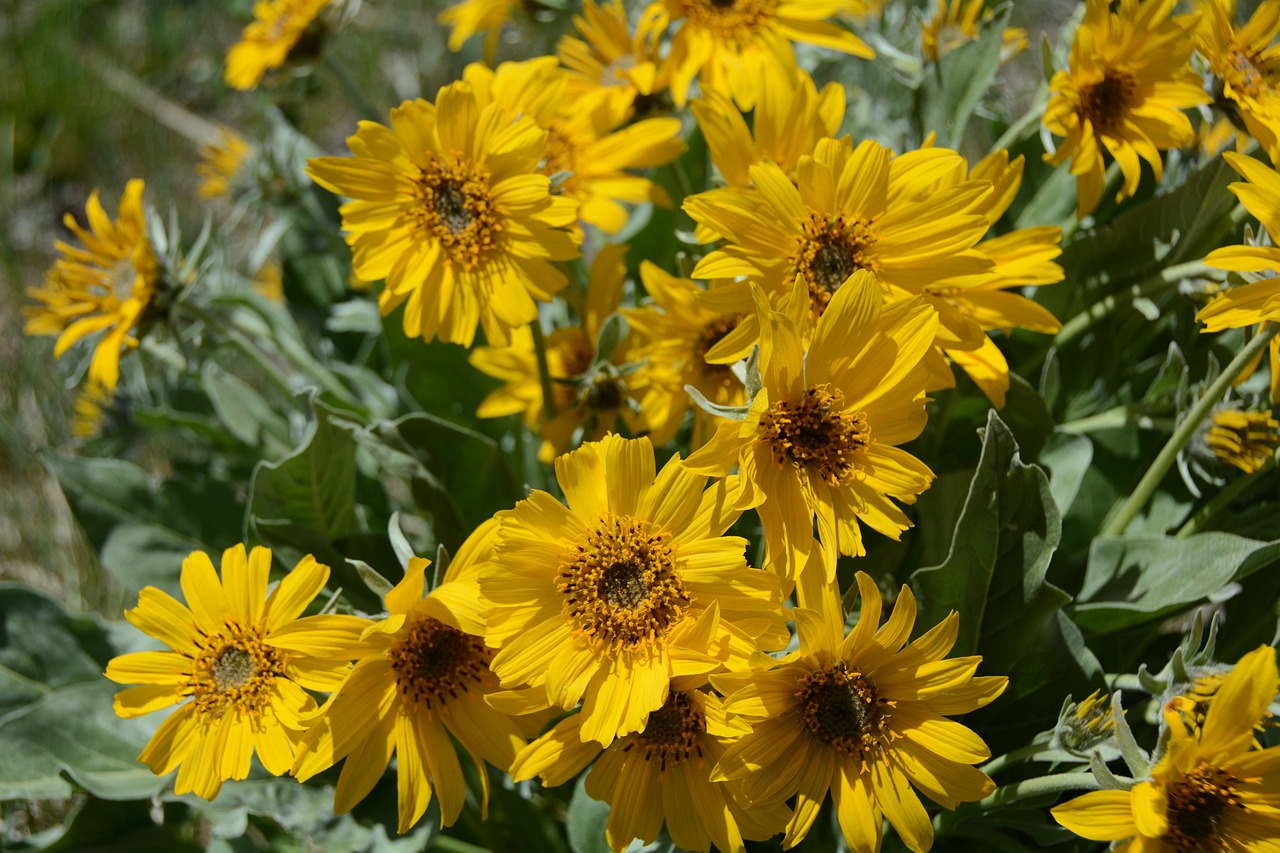 Download free HD stock image of Flowers Floral Free Flowers Floral photo and picture