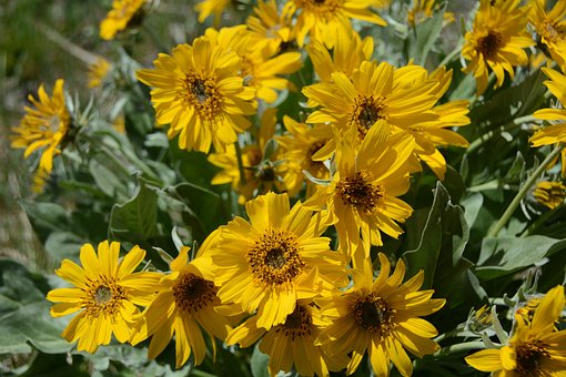 Free Flowers Floral photo and picture