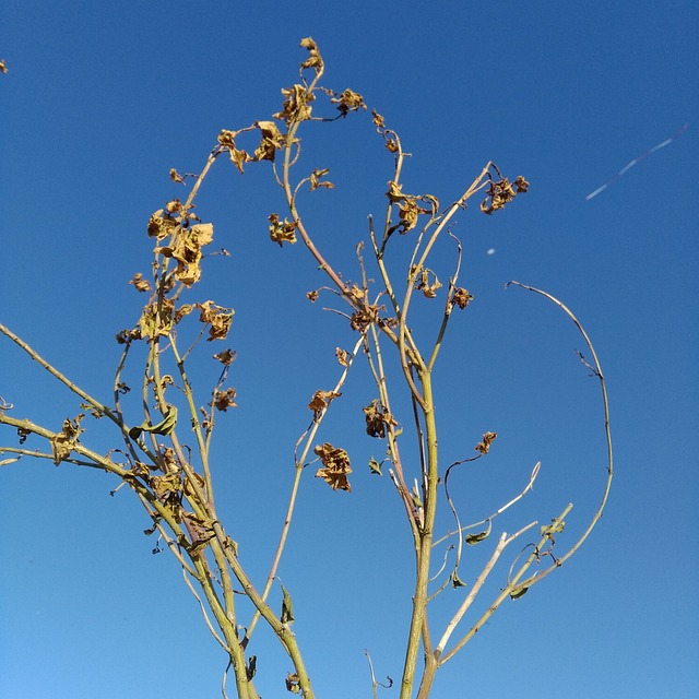 Blå, Himmel, Blå Himmel, Natur, Lyse