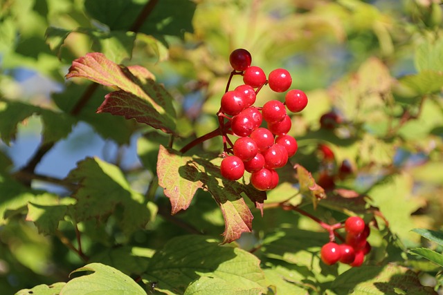 Bae Rouge Baie Rouge Plante - Photo gratuite sur Pixabay - Pixabay