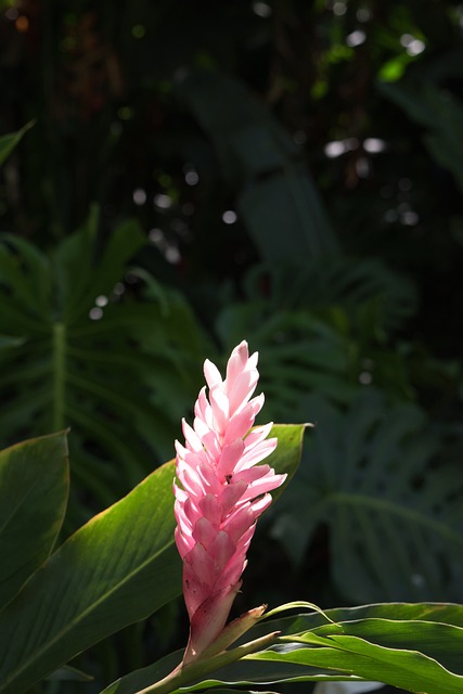 Biodiversidade, Florescendo, Botânico