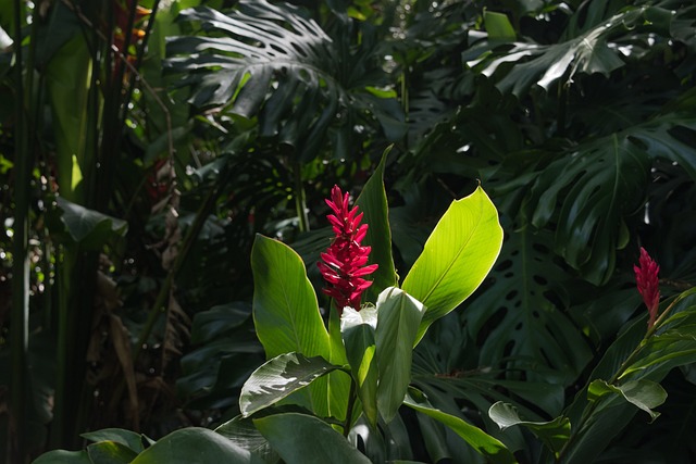 Biodiversidade, Florescendo, Botânico