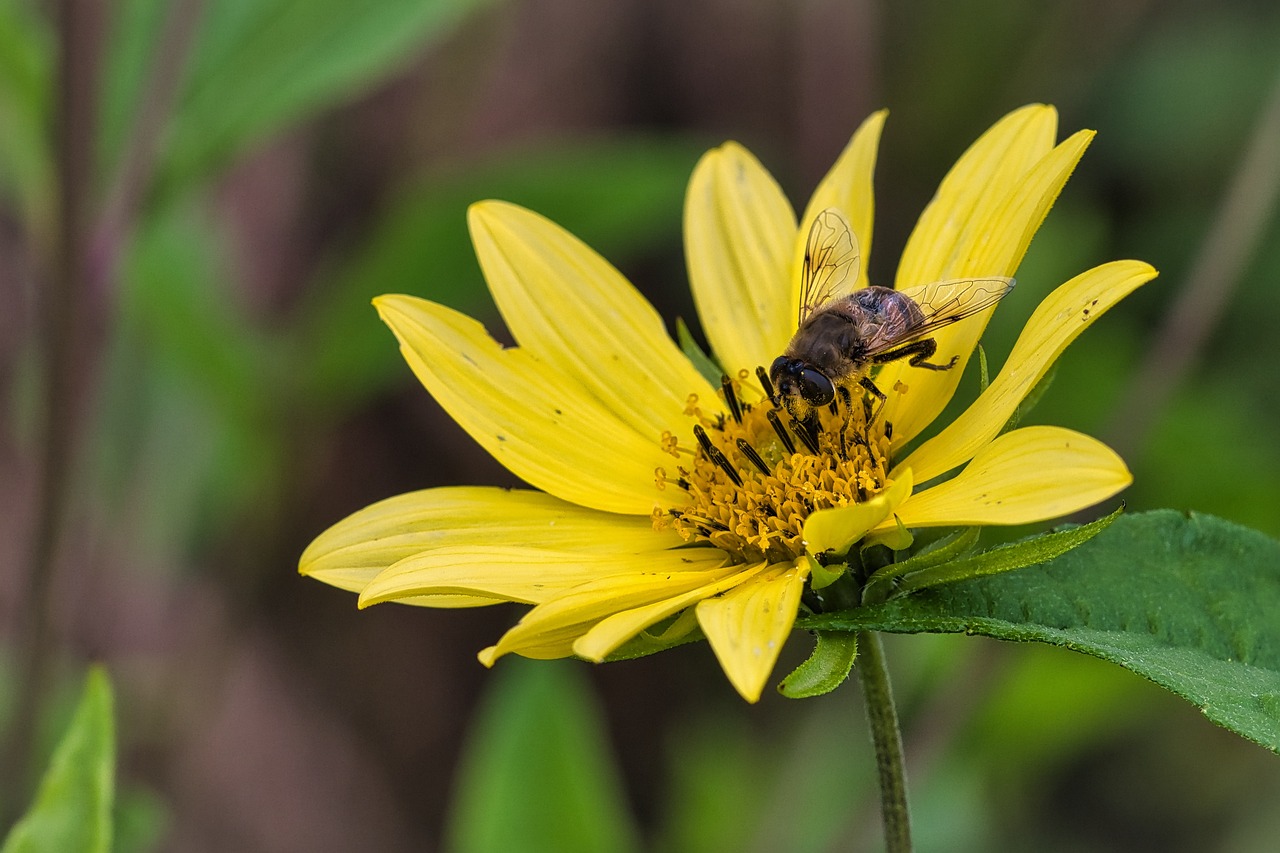 Bees Petals Flower Blossom Free photo on Pixabay Pixabay
