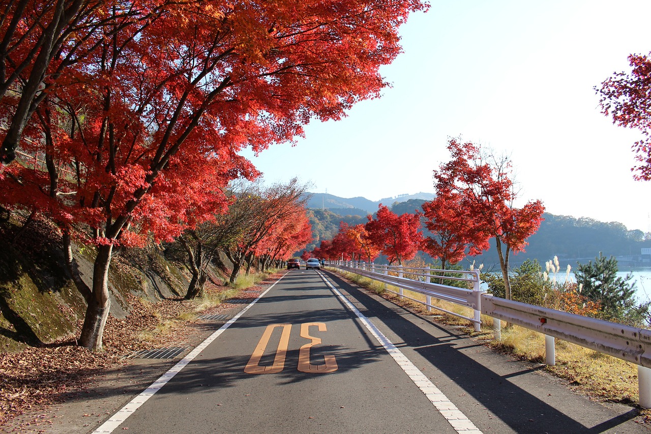 Road - free online jigsaw puzzle photo
