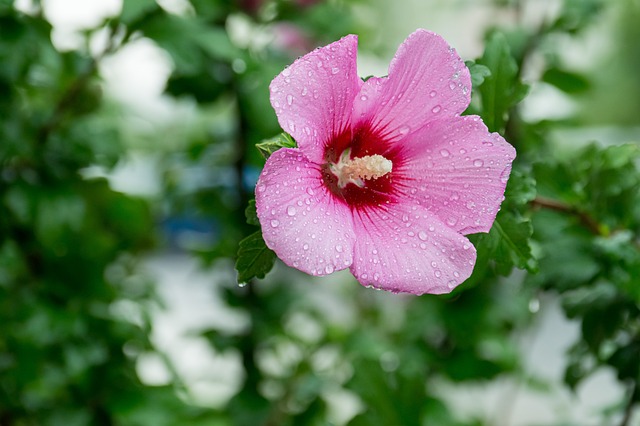 Blume, Schöne Blumen, Pflanze