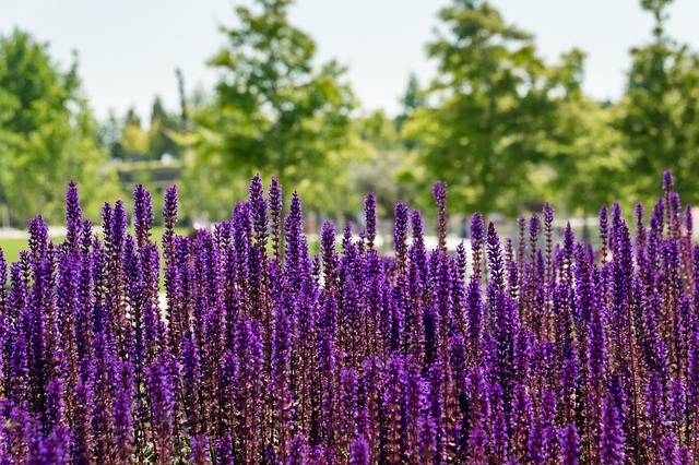 Blumen, Pflanzen, Kräuter