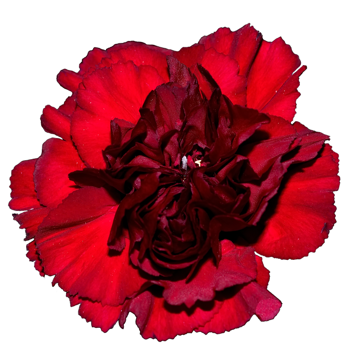 Fleur Rouge - Image gratuite sur Pixabay - Pixabay