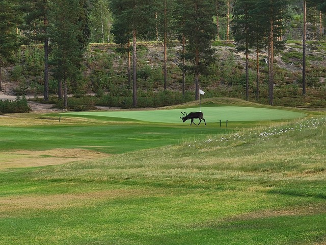 Free Golf Sweden photo and picture