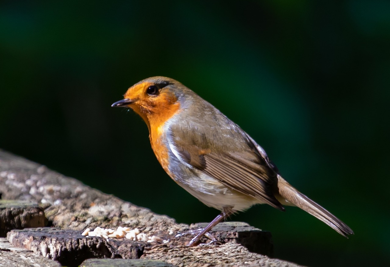 Buru Robi Burung Robin Dada Merah - Foto gratis di Pixabay - Pixabay