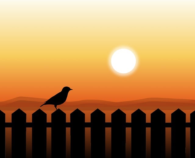 Download free HD stock image of Sunset Bird Free sunset bird fence illustration