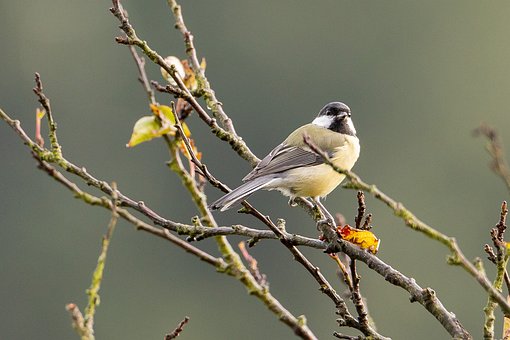 Free Bird Nature photo and picture
