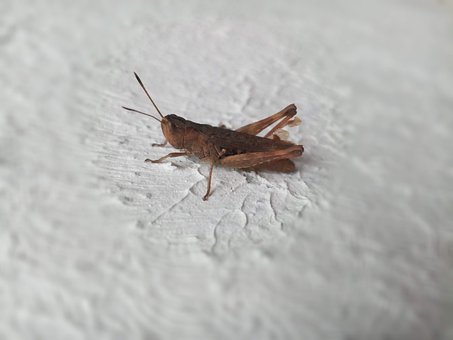 Free Grasshopper Jumper photo and picture