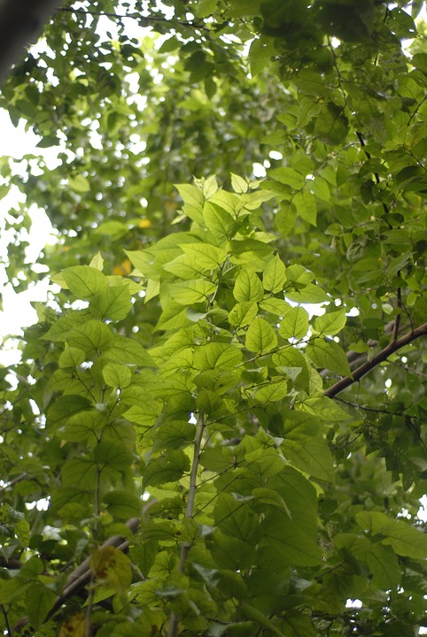 Tree Leaves Foliage - Free photo on Pixabay