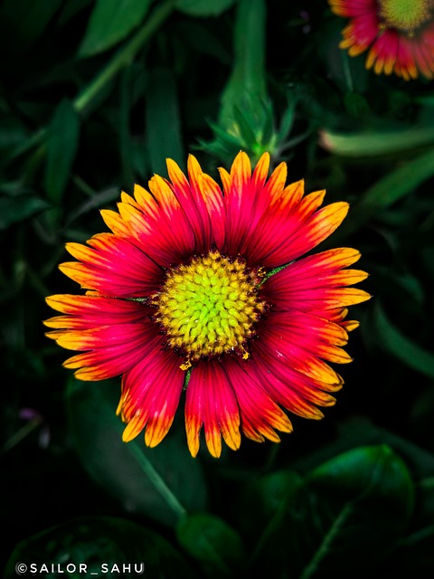 Blomst, Morgenfrue, Mørke Redigeringer