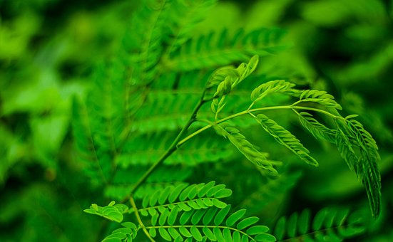 Blade, Plante, Grøn, Tamarind, Natur