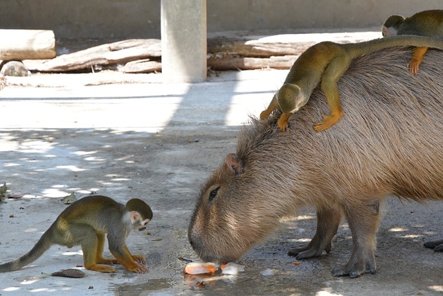 Free Capybara Squirrel Monkey photo and picture