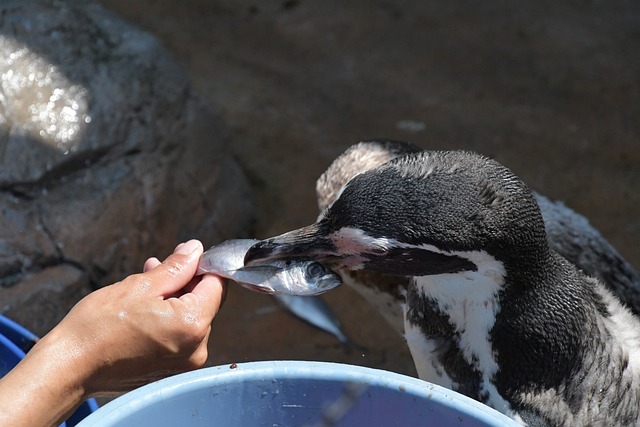 Free Penguin Child photo and picture