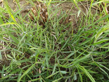 Free Cow Food Napier Grass photo and picture