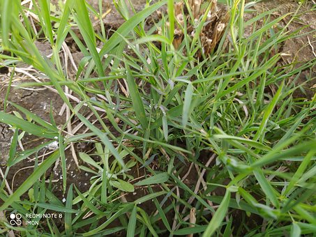 Free Napier Grass Cow Food photo and picture