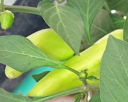Free Vegetables Leaf photo and picture