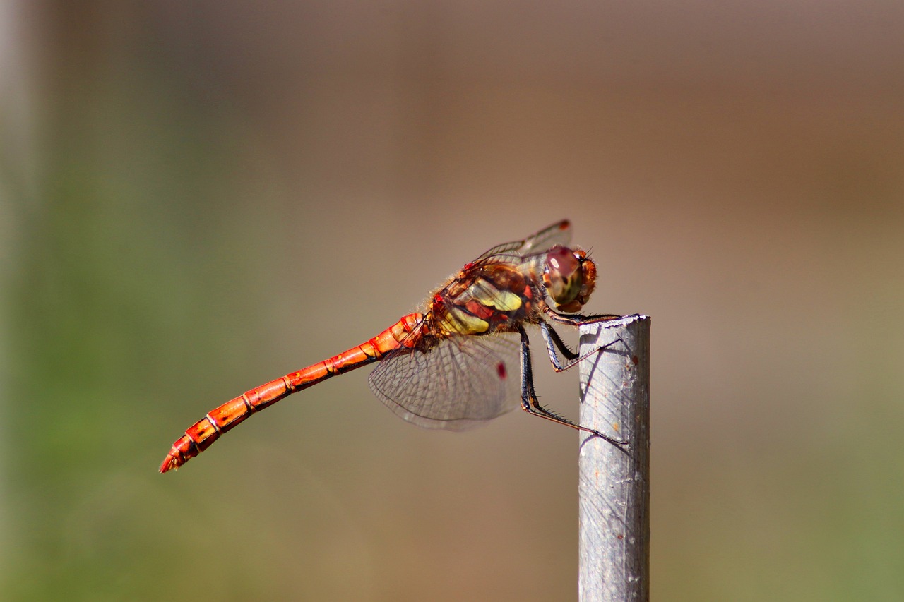 Darter Sympetrum Dragonfly Insect - Free photo on Pixabay - Pixabay