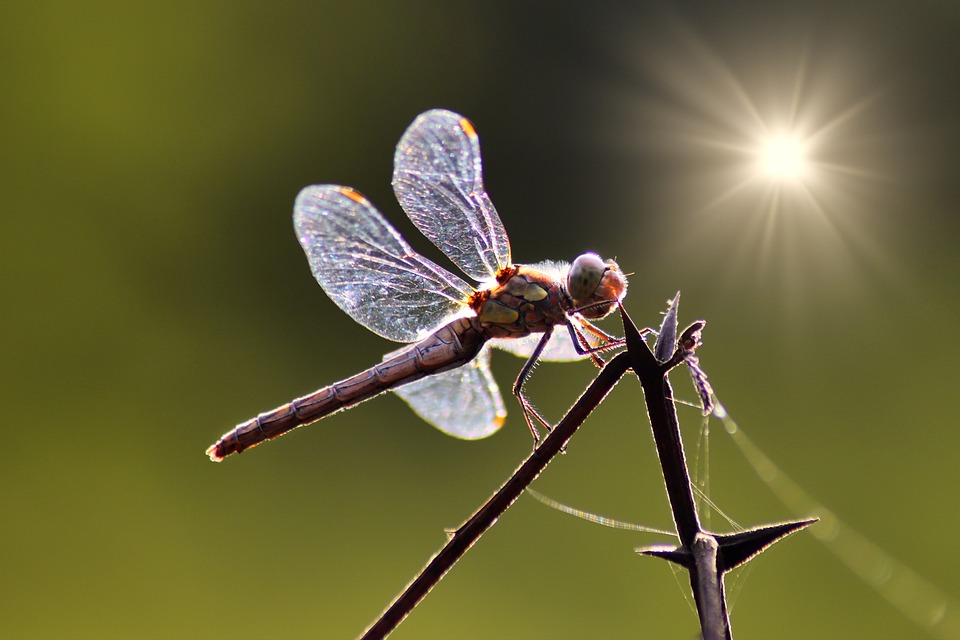 Dard Sympétrum Libellule Insecte Photo gratuite sur Pixabay