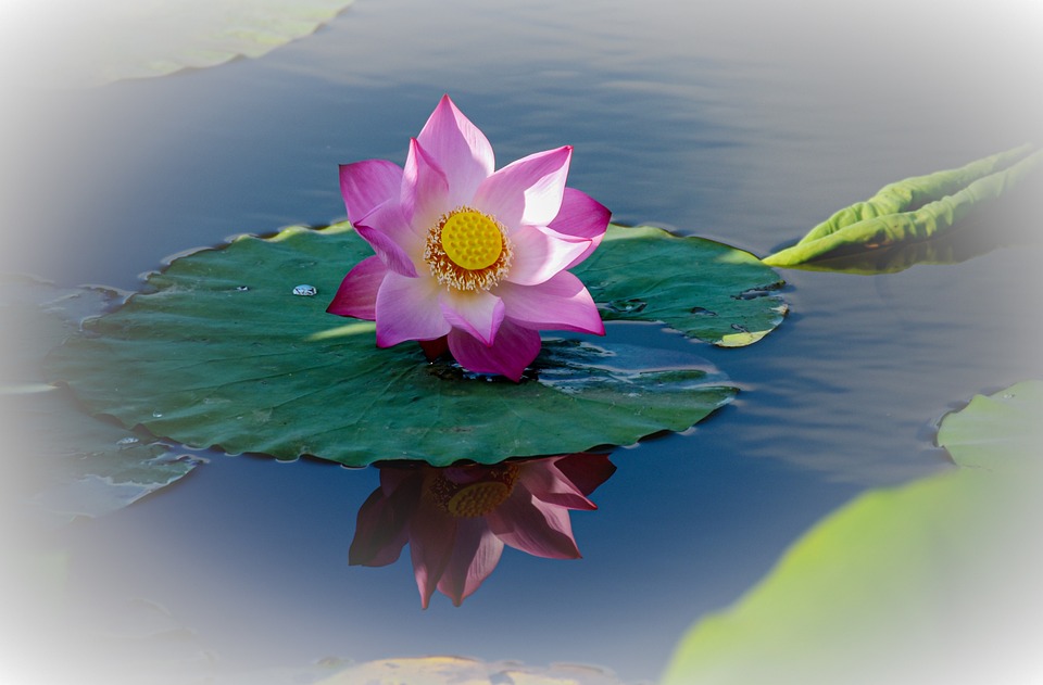 Lotus Bloom Summer Free photo on Pixabay
