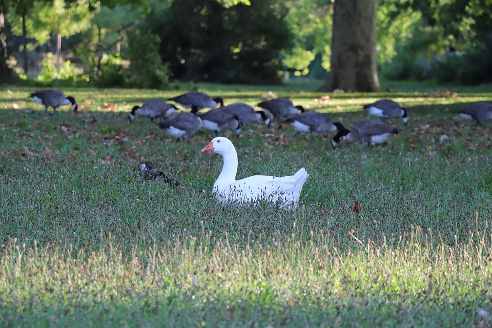 Bois De Vincennes 多梅尼尔湖 Pixabay上的免费照片 Pixabay