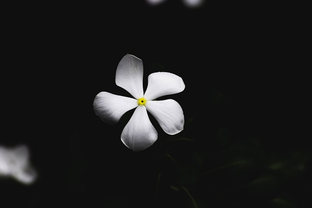 Blomst, Hvid, Sort, Forår, Blomstre