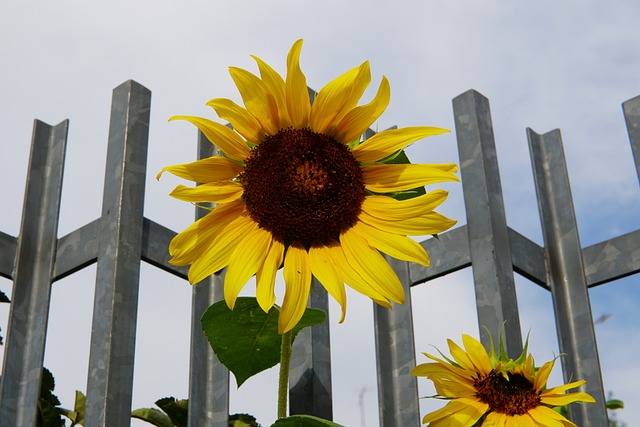 Free Sunflower Flower photo and picture