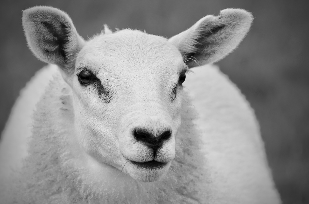 Lamb Animal Wool Free photo on Pixabay Pixabay