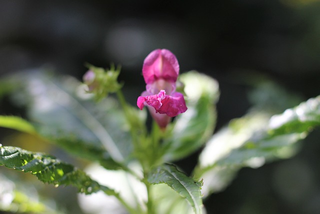 Free Flower Plant photo and picture