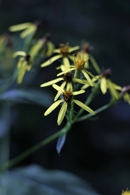 Free Flower Blossom photo and picture