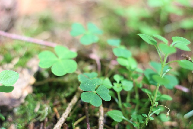 Free Clover Four Leaf Clover photo and picture