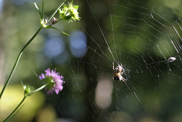 Free Spider Araneus photo and picture