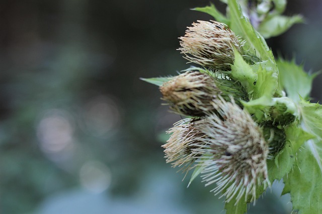 Free Thistle Plant photo and picture