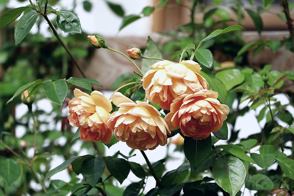 roses-blossoms-petals-rose-free-photo-on-pixabay-pixabay
