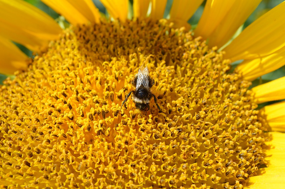Sunflower Bee Bumble - Free photo on Pixabay - Pixabay