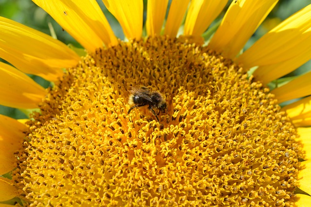 Free Sunflower Bee photo and picture