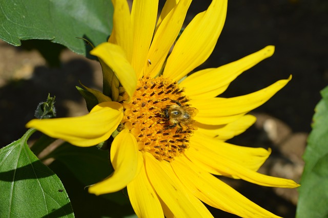 Free Sunflower Bee photo and picture