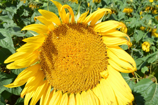 Free Sunflower Bee photo and picture