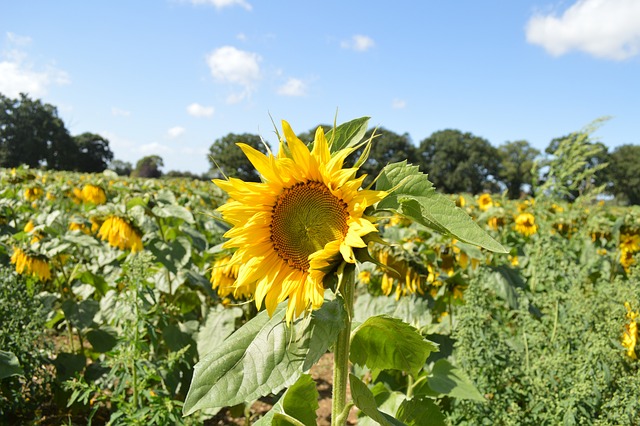 Free Sunflower Bee photo and picture