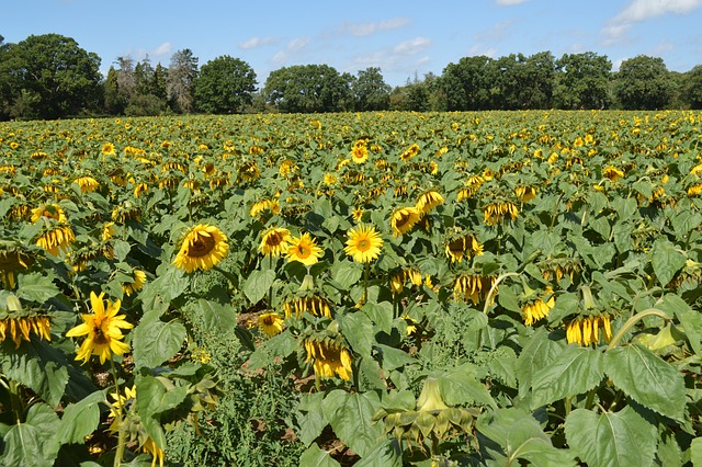 Free Sunflower Bee photo and picture